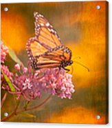 Dream Gatherer Acrylic Print