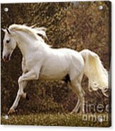 Dream Horse Acrylic Print