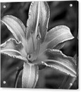 Dream Of Lily Acrylic Print