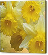Dreamy Daffodils Acrylic Print