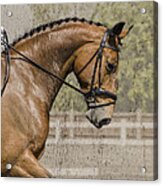 Dressage Horse Acrylic Print