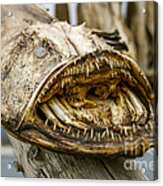 Dried Angler- Or Monkfish Acrylic Print