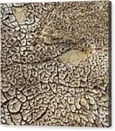 Dried Mud Pan It Time Of Drought Acrylic Print