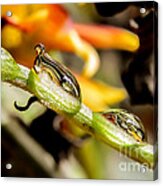 Drops Reflections Acrylic Print