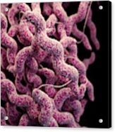 Drug-resistant Campylobacter Acrylic Print