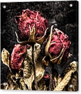 Dry Roses In Black Acrylic Print