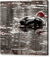 Duck In Lake Acrylic Print