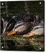 Ducks In A Row Acrylic Print