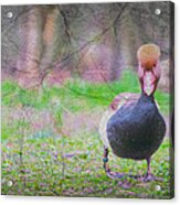 Ducks Outside The Lake Acrylic Print