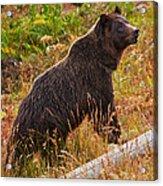 Dunraven Grizzly Acrylic Print