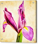 Dutch Iris Acrylic Print
