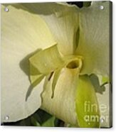 Dwarf Canna Lily Named Ermine Acrylic Print
