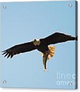 Eagle Bringing In Fish 2 Acrylic Print