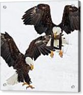 Eagle Duo Acrylic Print