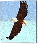 Eagle Flight Acrylic Print