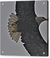 Eagle In Snow - 4 Acrylic Print