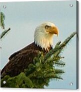 Eagle In Tree Acrylic Print