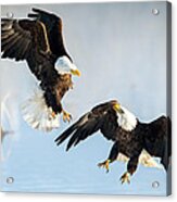 Eagle Showdown Acrylic Print