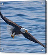 Eagle Soaring Acrylic Print