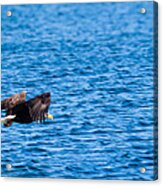 Eagle With Catch Acrylic Print