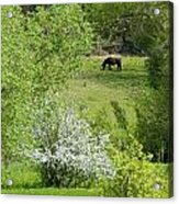 Early Grazing Acrylic Print