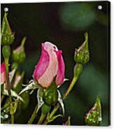 Early Morning Dew On Rose Bud Acrylic Print