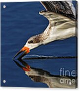 Early Morning Skimmer Acrylic Print