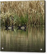 Early Morning Wood Ducks Acrylic Print