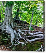 Earth Tree And Roots Acrylic Print