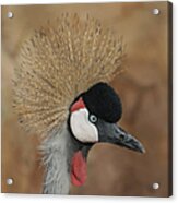 East African Crowned Crane Acrylic Print