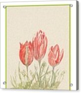 Easter Card Showing Wild Cretan Tulips Acrylic Print