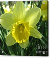 Easter Lily Acrylic Print