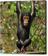 Eastern Chimpanzee Baby Hanging Acrylic Print