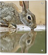 Eastern Cottontail Drinking South Texas Acrylic Print