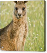 Eastern Grey Kangaroo Juvenile Mount Acrylic Print