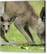 Eastern Grey Kangaroo Mother Grazing Acrylic Print