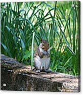 Eastern Grey Squirrel 20120429_150a Acrylic Print
