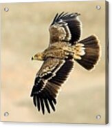Eastern Imperial Eagle In Flight Acrylic Print