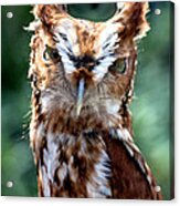 Eastern Screech-owl Acrylic Print