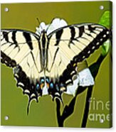 Eastern Tiger Swallowtail Butterfly Acrylic Print
