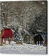 Eating Hay In The Snow Acrylic Print