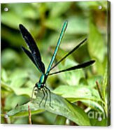 Ebony Jewelwing Acrylic Print