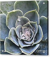 Echeveria With Water Drops Acrylic Print