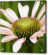 Echinacea Flower Unfolds Closeup Acrylic Print