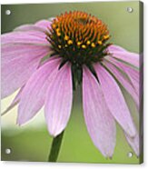 Echinacea Pink Coneflower Acrylic Print