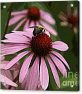 Echinacea - Pink Paradise Acrylic Print