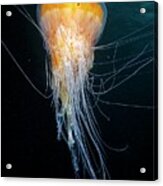 Egg-yolk Jellyfish Acrylic Print