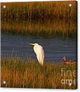 Egret And Duck Acrylic Print