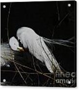 Egret Bird City At Avery Island Louisiana Acrylic Print