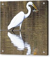 Egret Eats Fish Acrylic Print